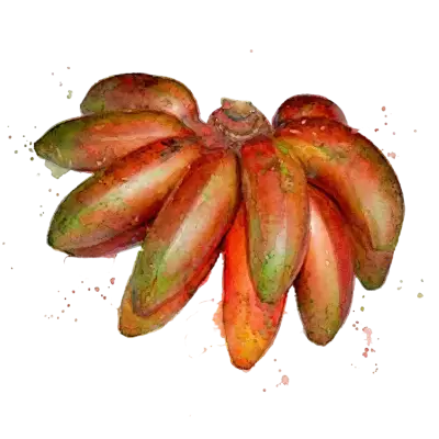 香蕉-芭蕉紅芭蕉(台北二)