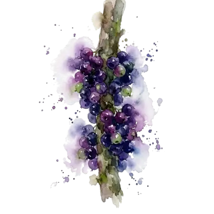 樹葡萄(台北二)