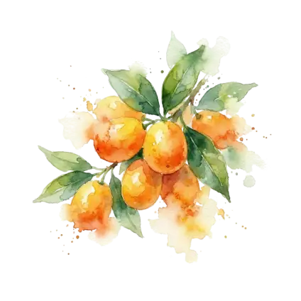 雜柑-金棗(台北二)